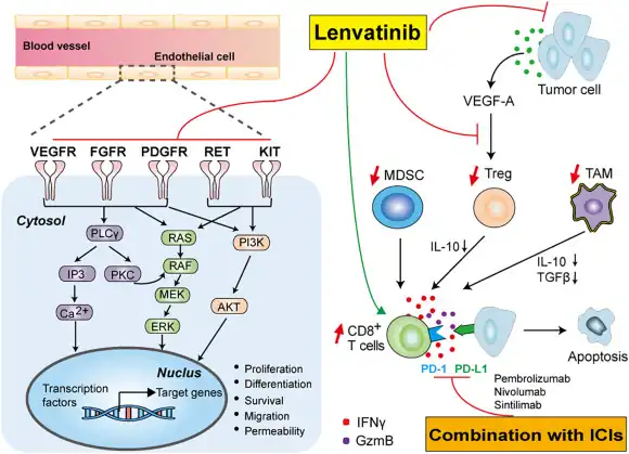 Targets signaling pathways(and underlying immunomodulatory activity  in HC)