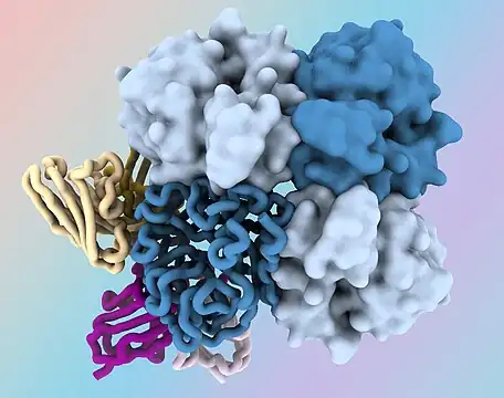 Tetramer of  influenza neuraminidase protein  bound by variable domains of two new human antibodies  targeting its dark side (1G01 and DA03E17)