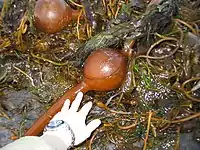 Algae bladder