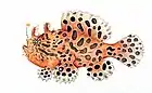 Striated frogfish