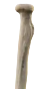 Anterior view of right proximal radius