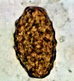 Infertile egg