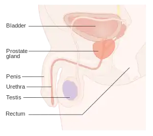 Prostate