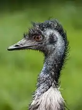 An emu's head and neck