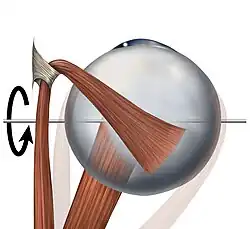 Eye movement of inferior rectus muscle, superior view
