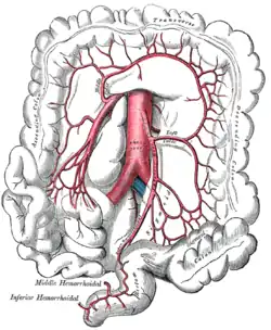 The inferior mesenteric artery and its branches.