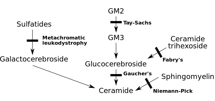 Diagram showing the disrupted pathway