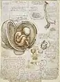 Human embryos by Leonardo da Vinci