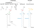 Membrane lipids