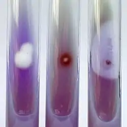 Three tubes of opaque purple growth medium, the left showing a cottony white colony, the middle with a small red and the right with one with a small colony surrounded by a clear halo