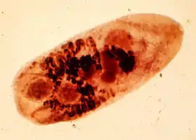 "Metagonimus yokogawai" specimen