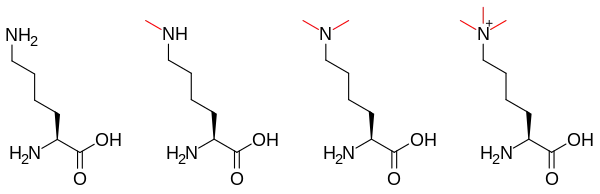 Methylation-lysine