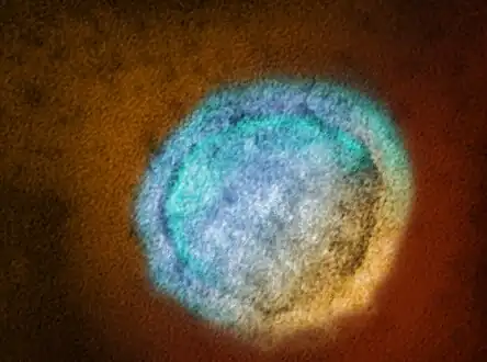 Nipah virus particles