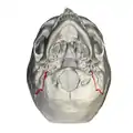 Base of skull. Inferior surface.