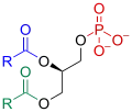 Phosphatidate