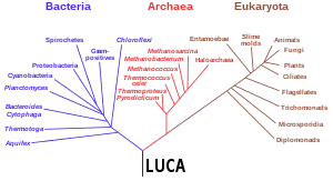 Phylogenetic tree based on rRNA genes data (Woese et al., 1990) showing the 3 life domains, with the last universal common ancestor (LUCA) at its root