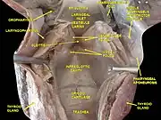 Larynx, pharynx and tongue. Deep dissection, posterior view.