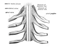 The spinal cord showing how the anterior and posterior roots join in the spinal nerves