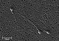 Electron micrograph of human spermatozoa magnified 3140 times.