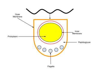 Cross section of a spirochaete cell