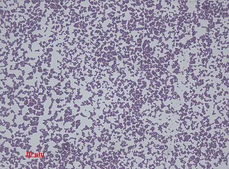 Staphylococcus epidermidis, 1000 magnification under bright field microscopy