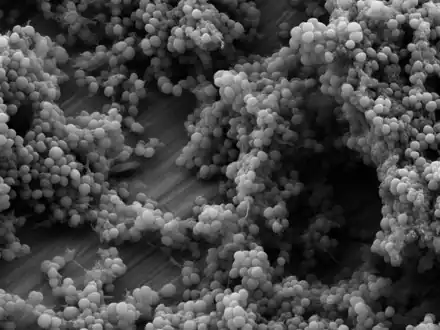 Staphylococcus epidermidis biofilm on titanium substrate