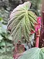 Young tomentose leaf