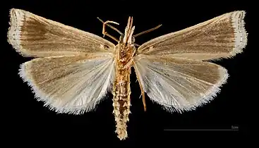 ♂  △
