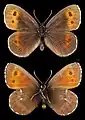 Erebia euryale ♂