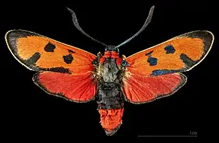 ♂