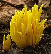 The fruiting body of the fungus is characterized by a cluster of rods spindle-shaped, branched or unbranched, yellow