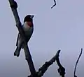 Pheucticus ludovicianus Rose-Breasted Grosbeak. Camden State Park, MN. 20160520.