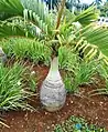 Young plant