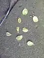 Samarae of same