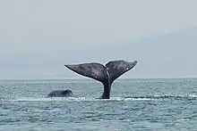 Shantar Islands NP