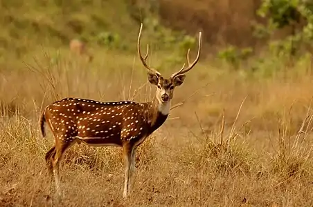 Brown cervid with white spots