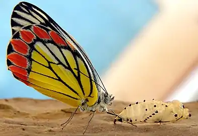 having emerged from chrysalis