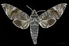 Male
