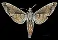 Male underside