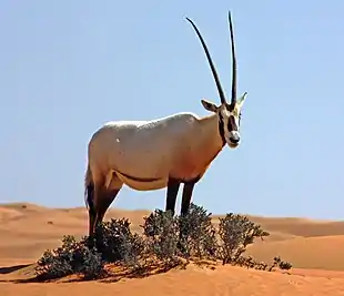 Brown bovid with black and white markings