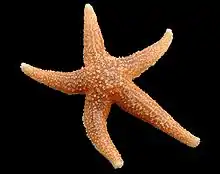 A specimen of Asterias rubens.