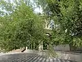 Bairi Sahib Tree at Gurudwara Beri Sahib