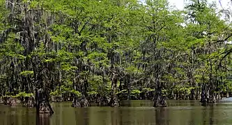 Bald cypress (Taxodium distichum), Saw Mill Pond, Caddo Lake State Park (April 2017)