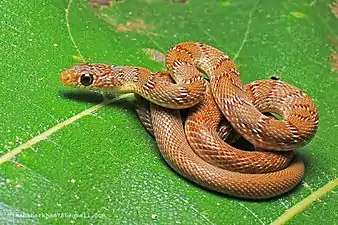 Dorsal view