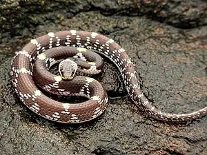 Head