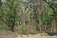 The forest
