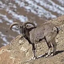 Brown bovid