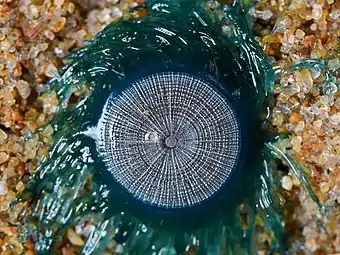Central disk of blue button 1.5cm diameter