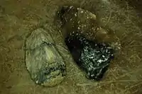 Unresined (left) and resined (right) Blue John
