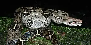 Central American boa constrictor (Boa imperator), Municipality of Gómez Farías, Tamaulipas (23 August 2007).